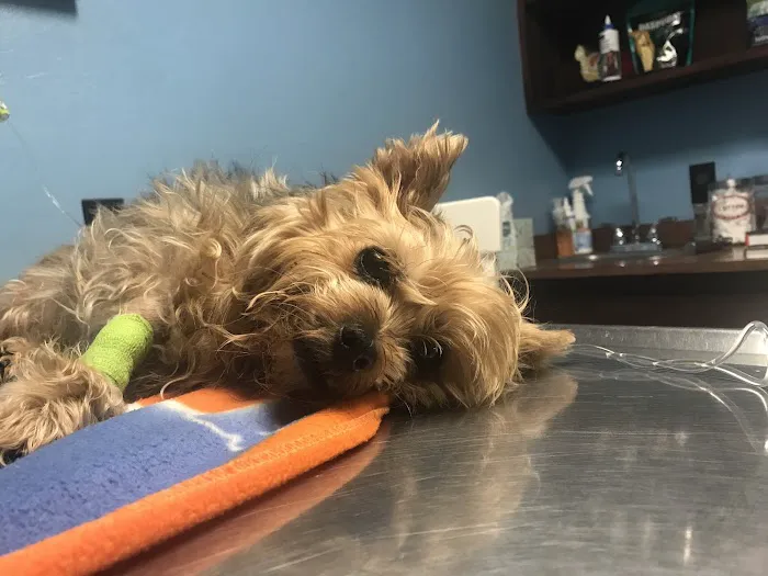 Town & Country Animal Hospital: Johnson Laurel M DVM 2
