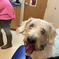 Asheville Highway Animal Hospital, LLC ico