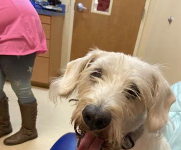 Asheville Highway Animal Hospital, LLC