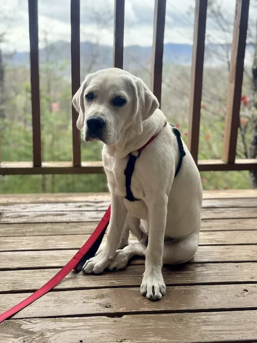 Asheville Highway Animal Hospital, LLC 4