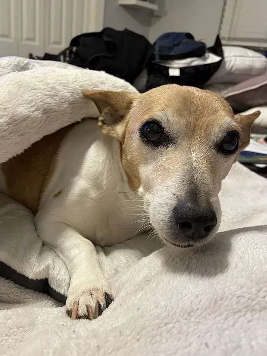 Asheville Highway Animal Hospital, LLC 10
