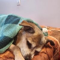 Ideal Veterinary Hospital ico