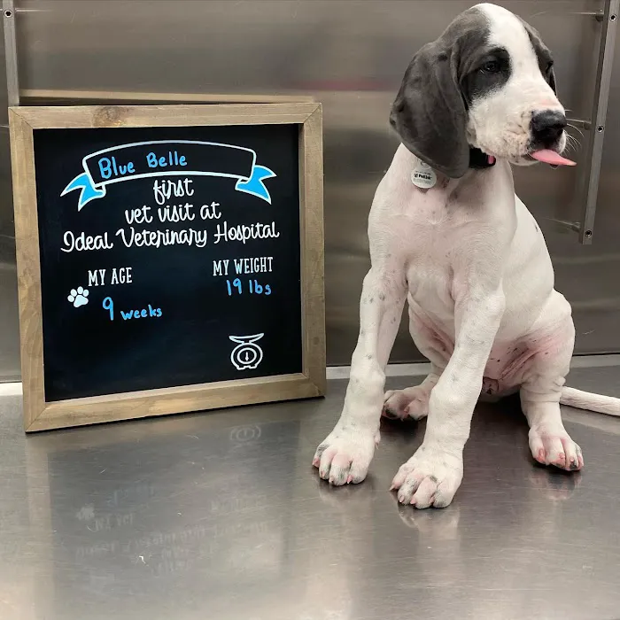 Ideal Veterinary Hospital 5