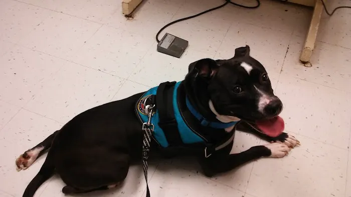 Ideal Veterinary Hospital 6