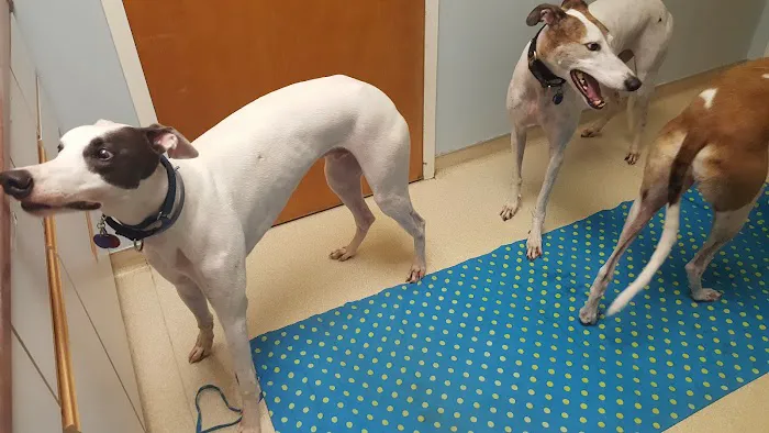 Oak Ridge Veterinary Hospital: Novinger Kristin DVM 1