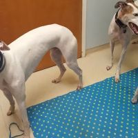 Oak Ridge Veterinary Hospital: Novinger Kristin DVM ico