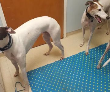 Oak Ridge Veterinary Hospital: Novinger Kristin DVM