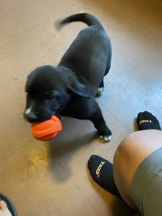 Oak Ridge Veterinary Hospital: Novinger Kristin DVM 9