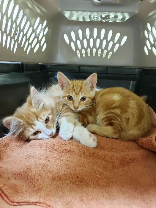 Emory Animal Hospital 4
