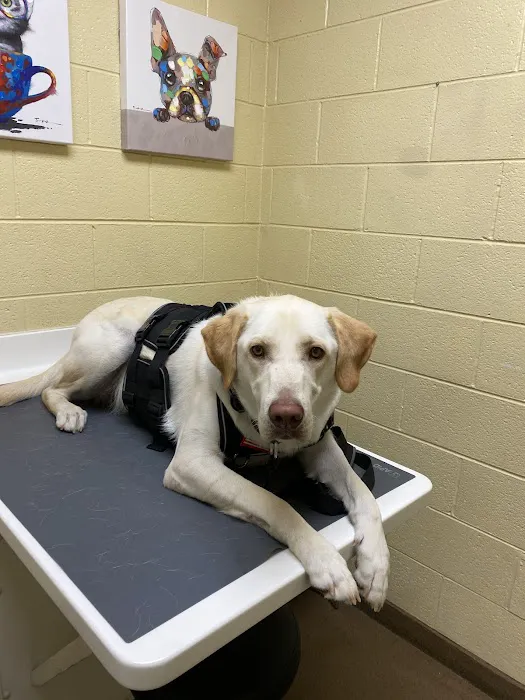 Powell Animal Hospital 2