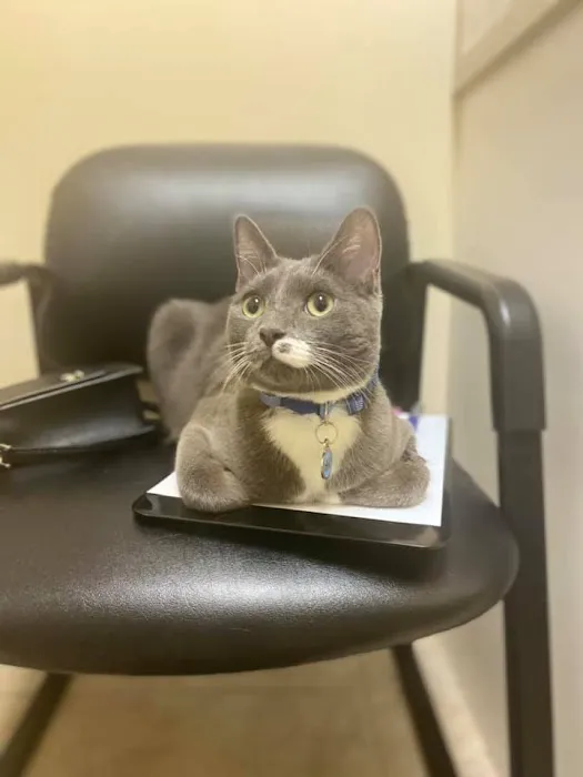 Grace Veterinary Center, Oak Ridge 6