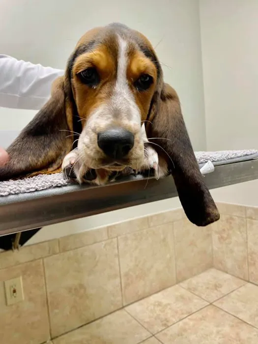 Grace Veterinary Center, Oak Ridge 7