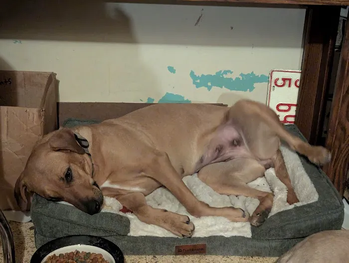 Britt Veterinary Clinic 6