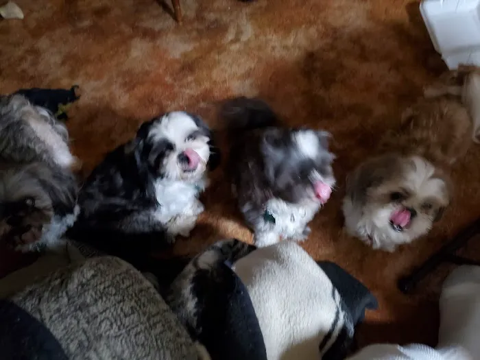 Britt Veterinary Clinic 8