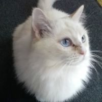 Family Veterinary Practice ico