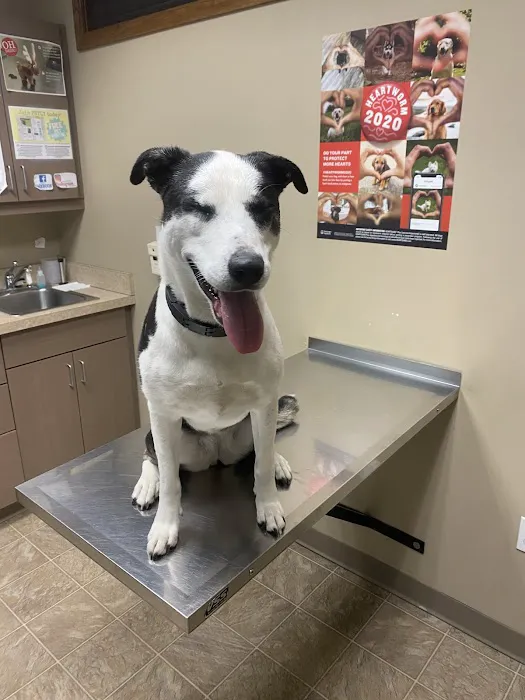 Heartland Pet Hospital & Mobile Practice P.C 10