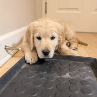 Companion Animal Clinic ico