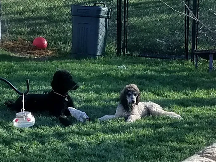 Companion Animal Clinic 7