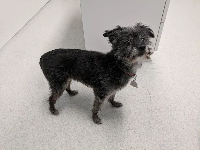 Companion Animal Clinic 8