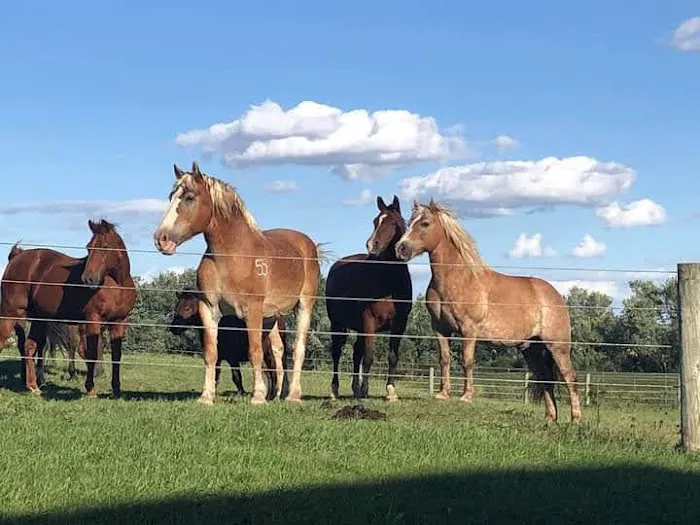One Heart Equestrian Therapy, Inc. 4