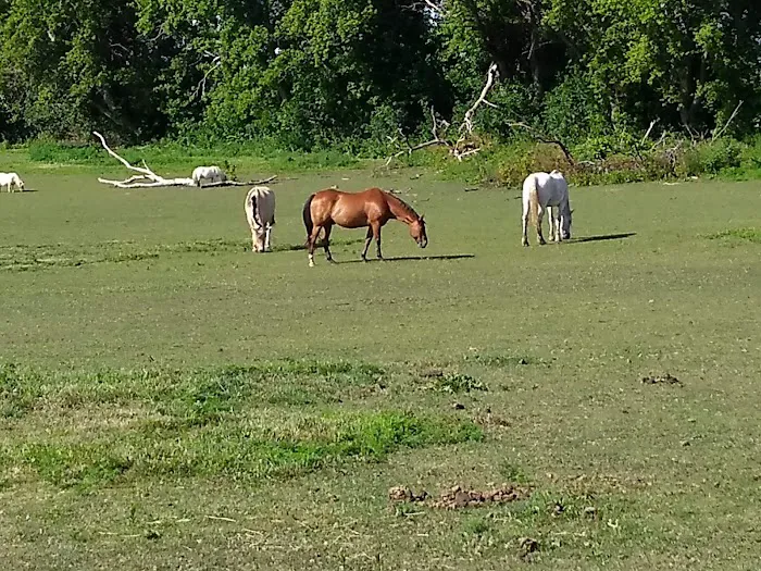 One Heart Equestrian Therapy, Inc. 9