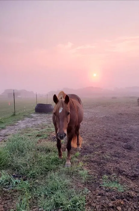 One Heart Equestrian Therapy, Inc. 10