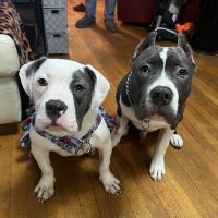 Tri-County Veterinary Clinic ico