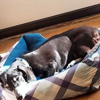 Middletown Animal Clinic Inc ico