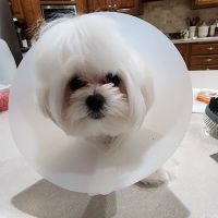 Canterbury Animal Hospital ico