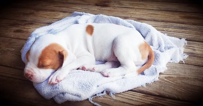 Hickman Run Animal Hospital 4
