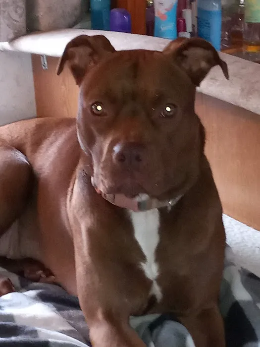 Hickman Run Animal Hospital 9