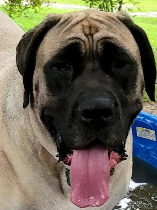 Hickman Run Animal Hospital 7