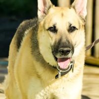 White Hall Animal Clinic ico