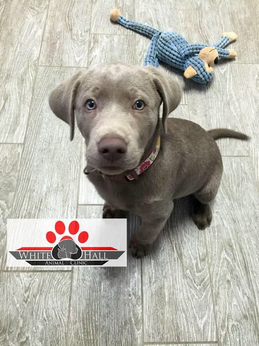 White Hall Animal Clinic 3
