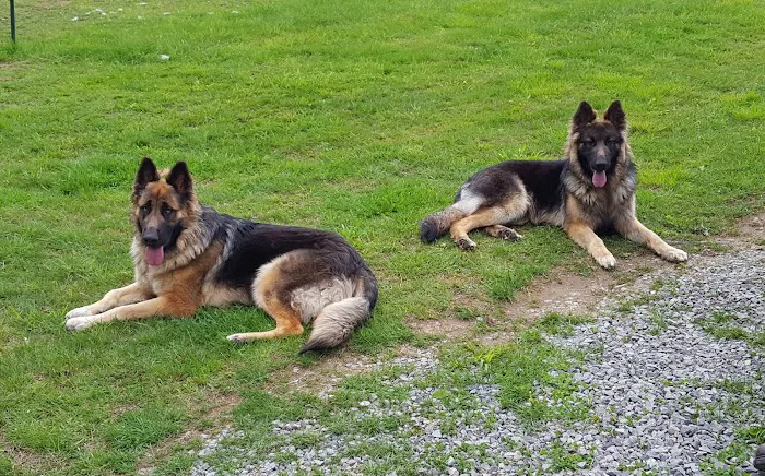 White Hall Animal Clinic 6