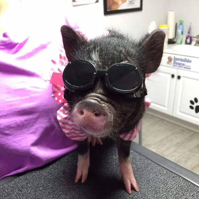 White Hall Animal Clinic 10