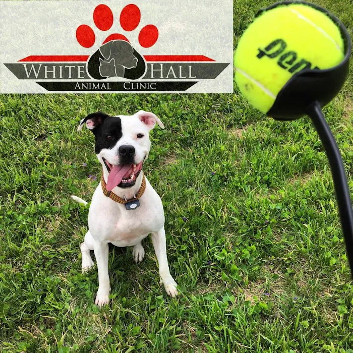 Dr. Amanda Hartman, DVM at White Hall Animal Clinic 2