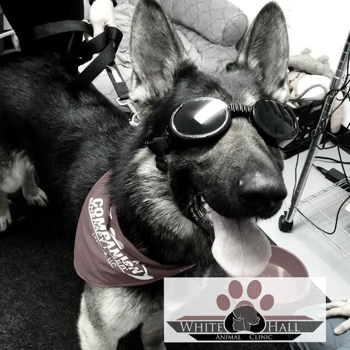 Dr. Amanda Hartman, DVM at White Hall Animal Clinic 10