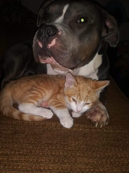 Dr. Amanda Hartman, DVM at White Hall Animal Clinic 7