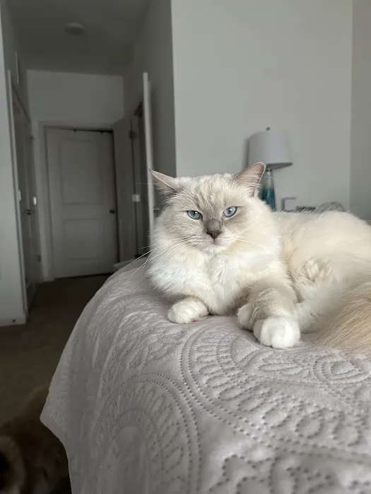 Acaramia Ragdolls of WV 2