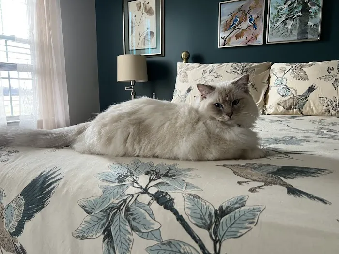 Acaramia Ragdolls of WV 1