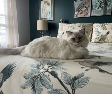 Acaramia Ragdolls of WV