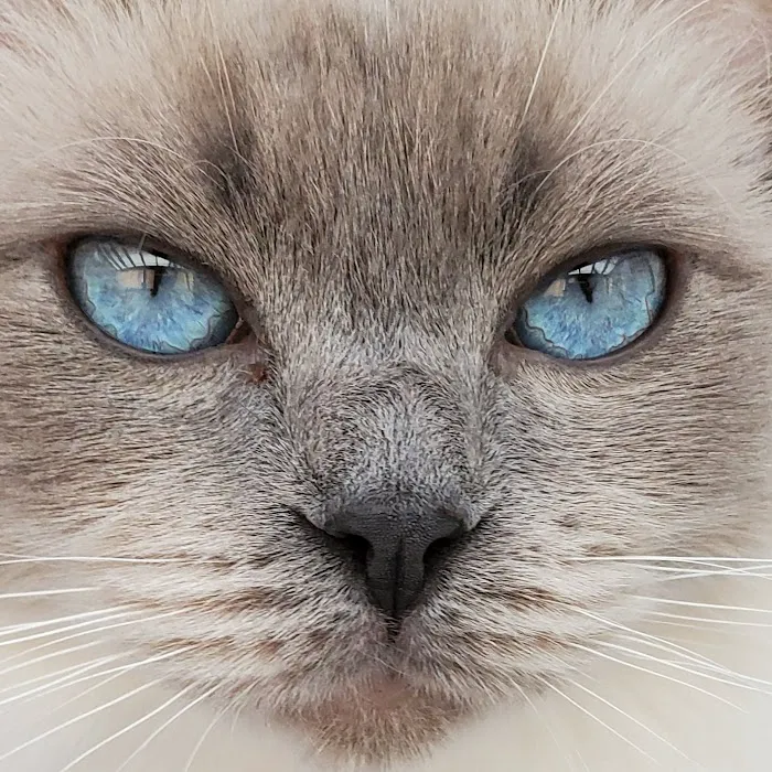 Acaramia Ragdolls of WV 3