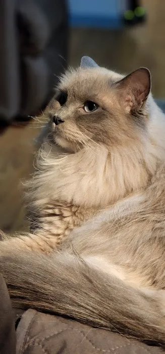 Acaramia Ragdolls of WV 7