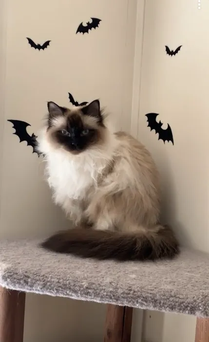 Acaramia Ragdolls of WV 5