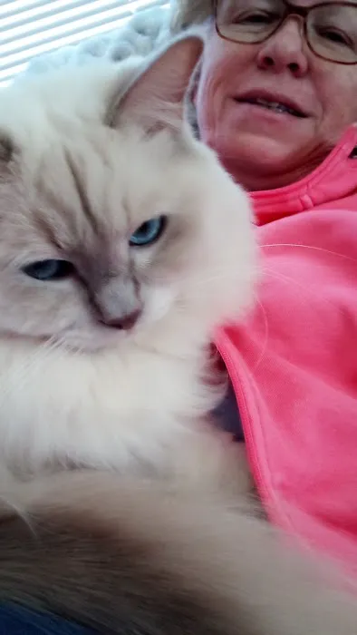 Acaramia Ragdolls of WV 10