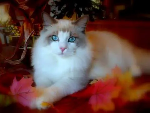 Acaramia Ragdolls of WV 8