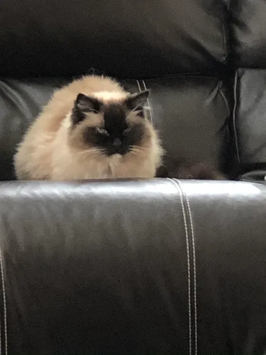 Acaramia Ragdolls of WV 9
