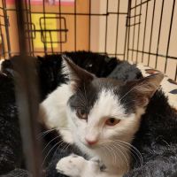 North Central West Virginia Veterinary Emergency Clinic ico