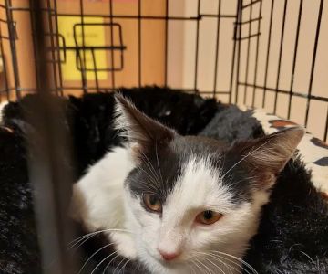 North Central West Virginia Veterinary Emergency Clinic